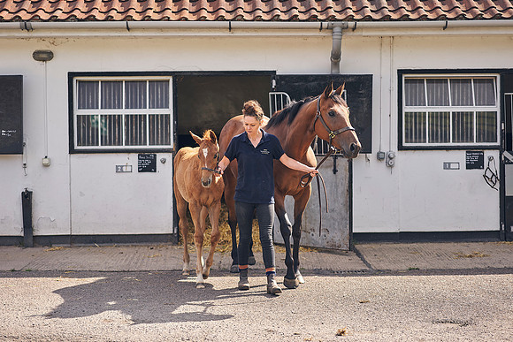 The-National-Stud-Dominic-James_DOM9521