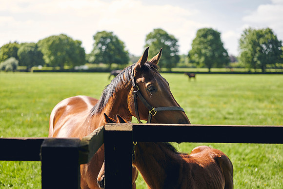 The-National-Stud-Dominic-James_DOM9882