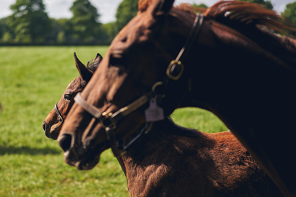 The-National-Stud-Dominic-James_DOM9572