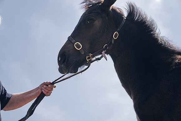 The-National-Stud-Dominic-James_DJ_4524