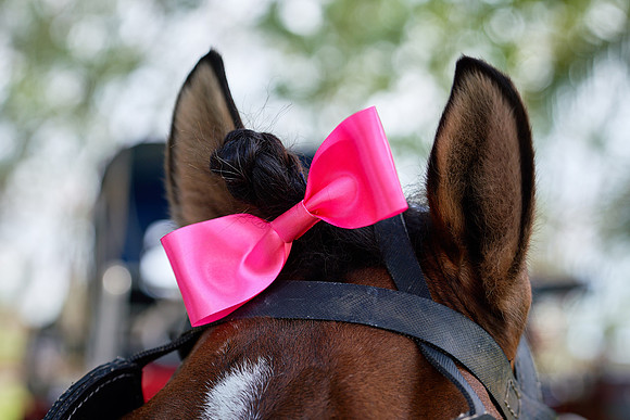 THAI-PINK-POLO-2019-FINALS_DOM1175