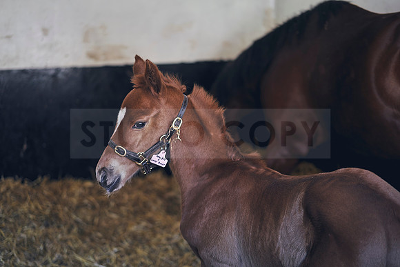 The-National-Stud-Dominic-James_DOM9755