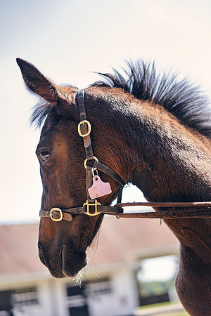 The-National-Stud-Dominic-James_DOM0300