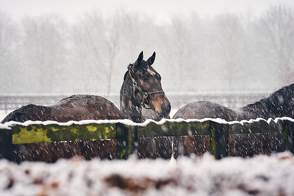 NATIONAL-STUD-27th-FEB-DJ-_DJ94224.ARW-5378