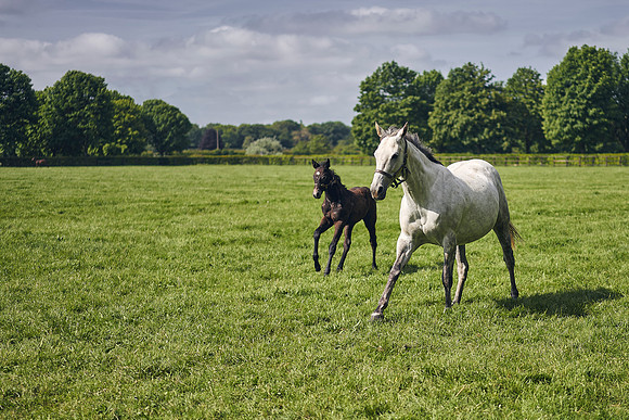 The-National-Stud-Dominic-James_DOM9567
