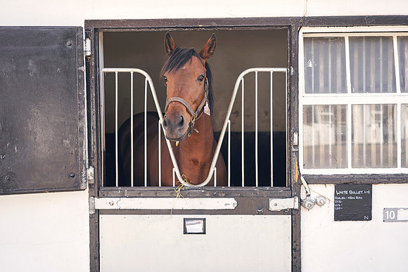 The-National-Stud-Dominic-James_DOM9424