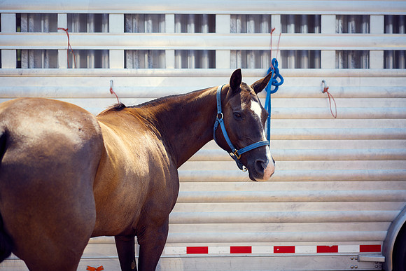 Oyster Cup Polo tournament