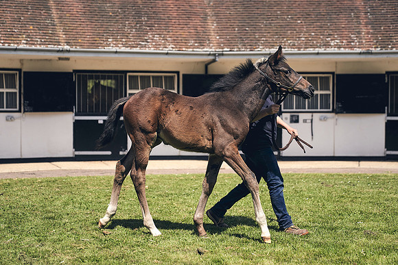 The-National-Stud-Dominic-James_DJ_4319
