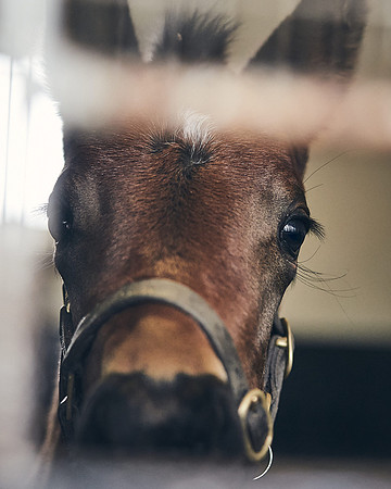 NATIONAL-STUD-27th-FEB-DJ-_DJ95174.ARW-6328
