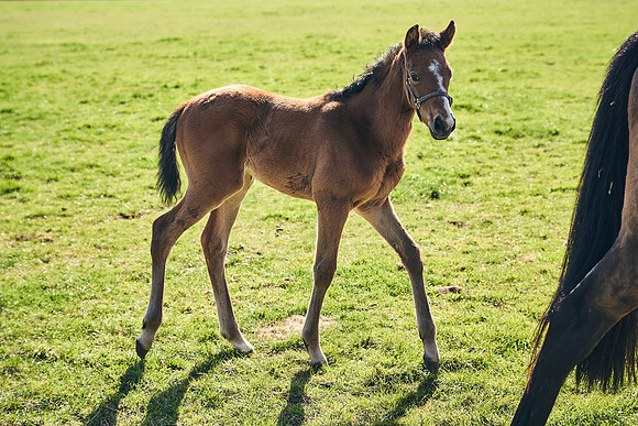 NATS-STUD-FOALS-2020-DJ-0517