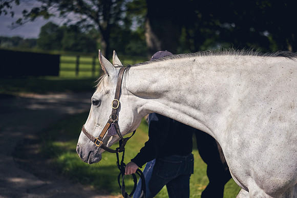 The-National-Stud-Dominic-James_DOM9474