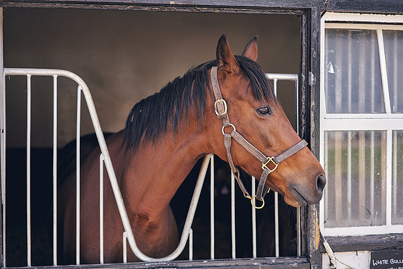 The-National-Stud-Dominic-James_DOM9732