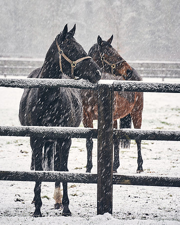 NATIONAL-STUD-27th-FEB-DJ-_DJ94234.ARW-5388