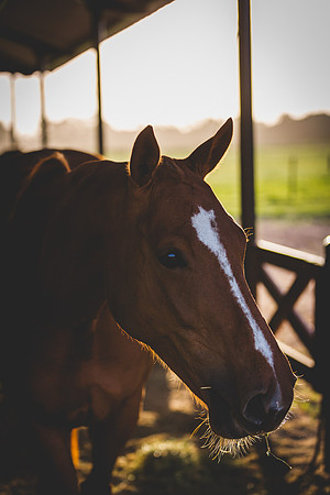 201411285G3A9042.CR2