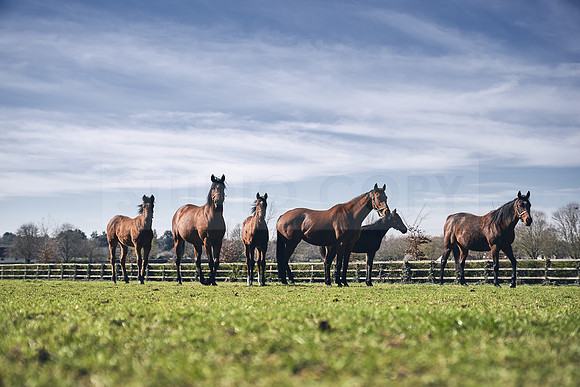 NATS-STUD-FOALS-2020-DJ-0754