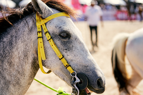 POLO-SATURDAY_2019_DomincJames_2266