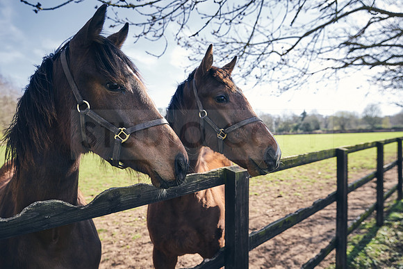 NATS-STUD-FOALS-2020-DJ-0334