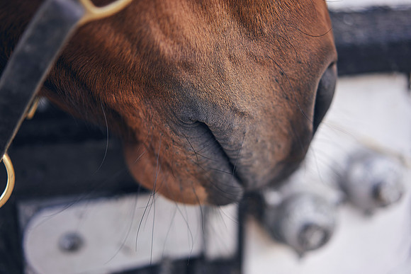 The-National-Stud-Dominic-James_DOM9746