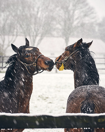 NATIONAL-STUD-27th-FEB-DJ-_DJ94293.ARW-5447