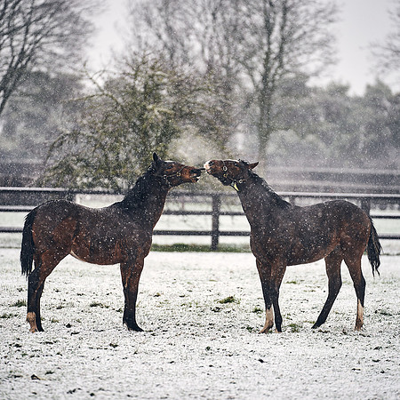 NATIONAL-STUD-27th-FEB-DJ-_DJ94528.ARW-5682