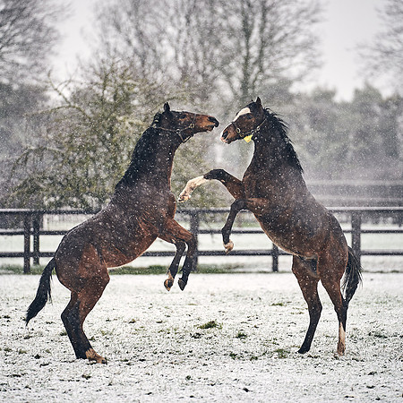 NATIONAL-STUD-27th-FEB-DJ-_DJ94553.ARW-5707