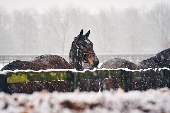 NATIONAL-STUD-27th-FEB-DJ-_DJ94224.ARW-5378