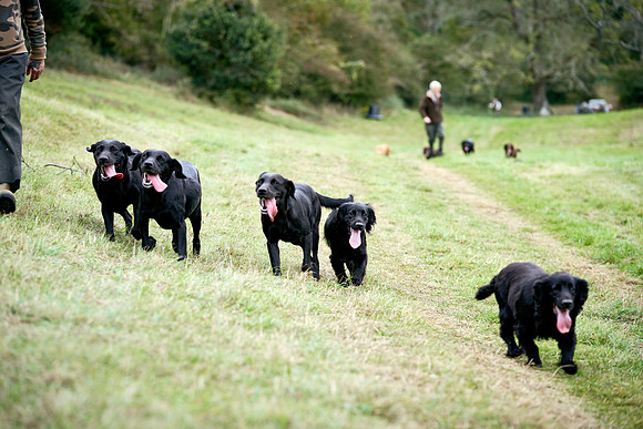 CHIP_DominicJames__DOM9468