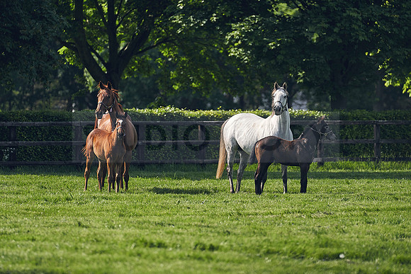The-National-Stud-Dominic-James_DJ_5359