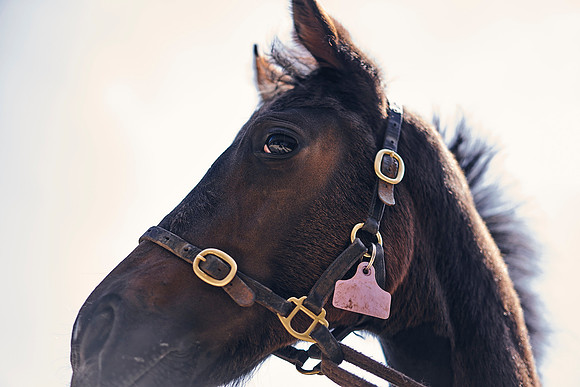 The-National-Stud-Dominic-James_DOM0285