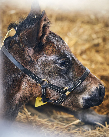 NATIONAL-STUD-27th-FEB-DJ-_DJ95191.ARW-6345