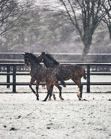 NATIONAL-STUD-27th-FEB-DJ-_DJ94473.ARW-5627