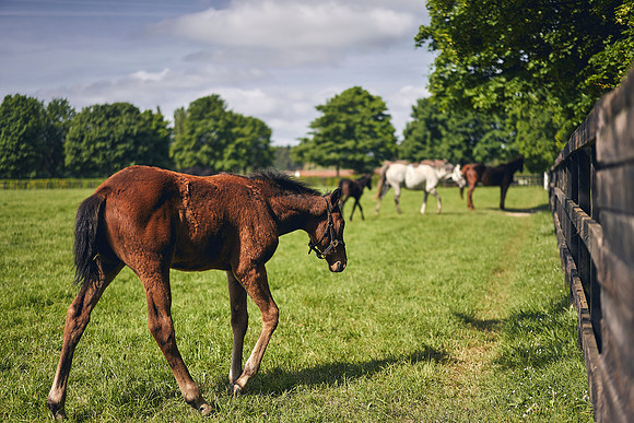 The-National-Stud-Dominic-James_DOM9511