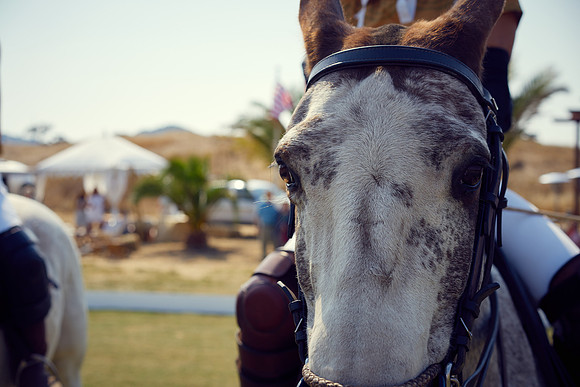 Oyster Cup Polo tournament