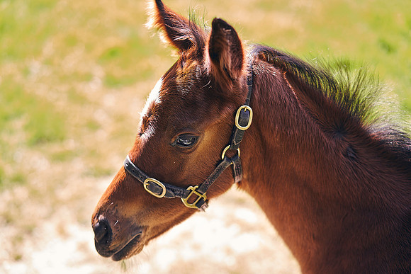 The-National-Stud-Dominic-James_DOM9898