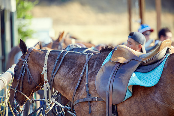 Oyster Cup Polo tournament
