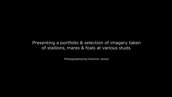 Stud stallion mares and foals title screen