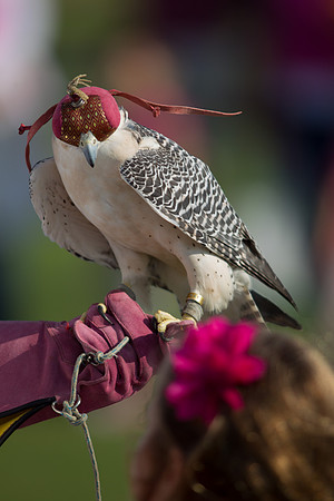 Polo Match at Ghantoot Polo Club - St. Regis vs ADCB for the Pink Polo Day charity