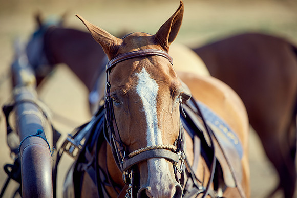 Oyster Cup Polo tournament