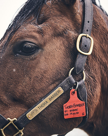 NATIONAL-STUD-27th-FEB-DJ-_DJ94998.ARW-6152