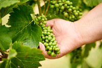 002 Vinyard