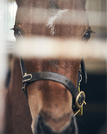 NATIONAL-STUD-27th-FEB-DJ-_DJ95203.ARW-6357