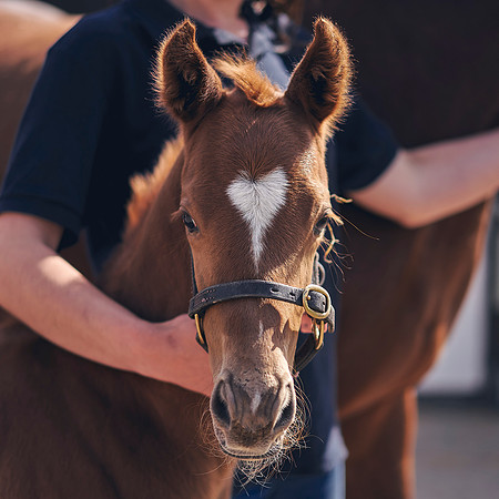 The-National-Stud-Dominic-James_DOM9812