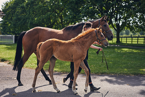 The-National-Stud-Dominic-James_DOM9534