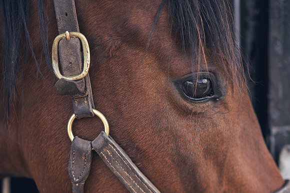 The-National-Stud-Dominic-James_DOM9741