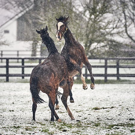 NATIONAL-STUD-27th-FEB-DJ-_DJ94667.ARW-5821
