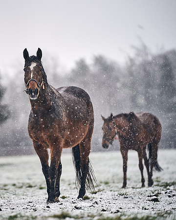NATIONAL-STUD-27th-FEB-DJ-_DJ94736.ARW-5890