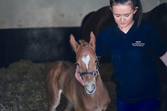 The-National-Stud-Dominic-James_DOM9780