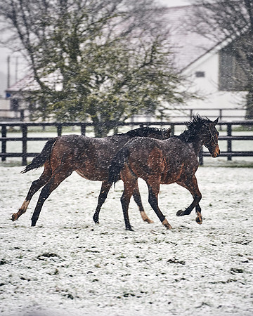 NATIONAL-STUD-27th-FEB-DJ-_DJ94445.ARW-5599