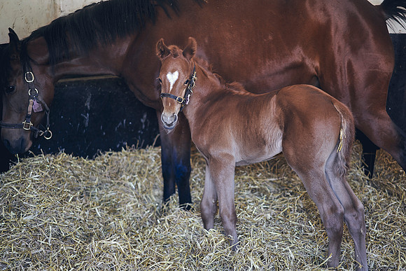 The-National-Stud-Dominic-James_DOM9764