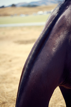Oyster Cup Polo tournament